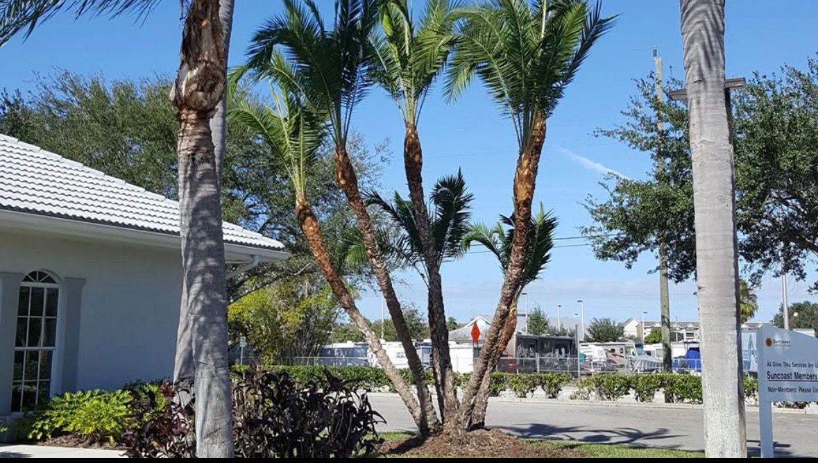 Emergency tree service